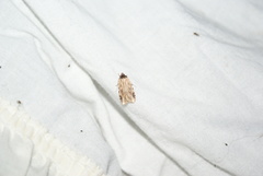 Agonopterix atrodorsella