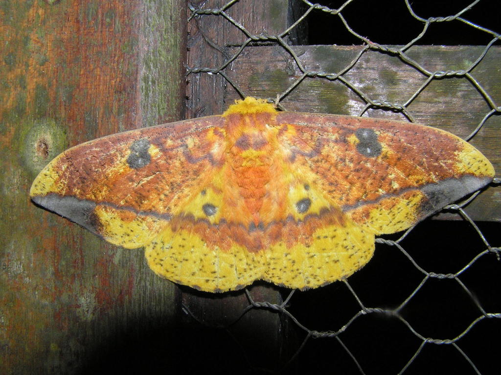 Eacles Ormondei From Tena Ecuador On December 8 2008 At 04 52 AM By Eacles Ormondei From Tena Ecuador On December 8 2008 At 04 52 AM By