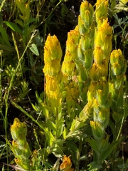 Castilleja levisecta