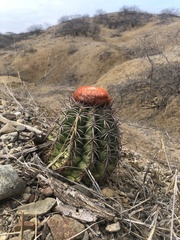 Melocactus peruvianus