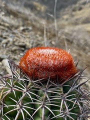Melocactus peruvianus