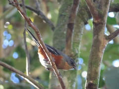 Microspingus lateralis