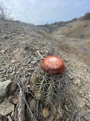 Melocactus peruvianus