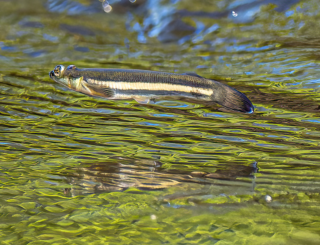 Pacific foureyed fish (Anableps dowei) — Anablepidae