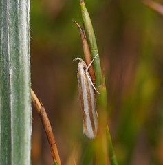 Catoryctis subparallela