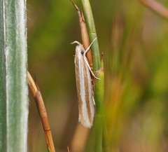 Catoryctis subparallela