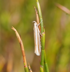 Catoryctis subparallela