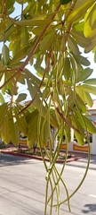 Alstonia scholaris