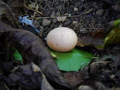 Nyctidromus albicollis