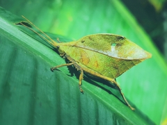 Typophyllum trapeziforme