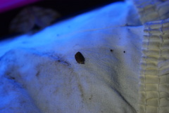 Agonopterix clemensella