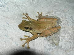 Osteocephalus taurinus