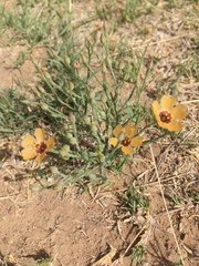 Linum puberulum