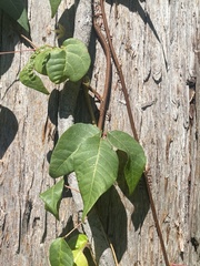 Toxicodendron radicans image
