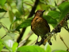 Turdus obsoletus