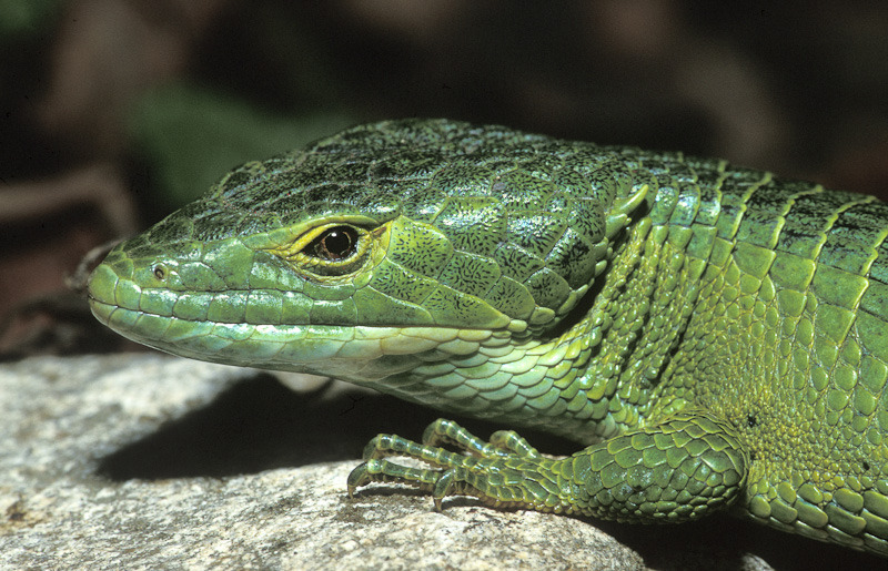 Smith's Arboreal Alligator Lizard