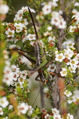 Chlorodectes montanus