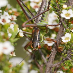 Chlorodectes montanus