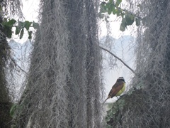 Pitangus sulphuratus