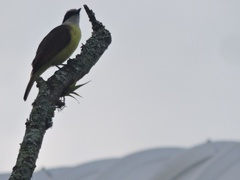 Pitangus sulphuratus