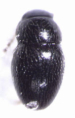 Ptenidium pusillum
