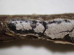 Polyschismium granuliferum