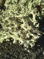 Cladonia caroliniana