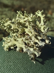 Cladonia caroliniana