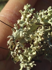 Cladonia caroliniana