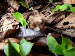 Nyctidromus albicollis