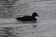 Anas platyrhynchos domesticus