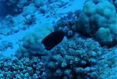 Pomacentrus trichrourus