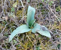 Ophrys apifera