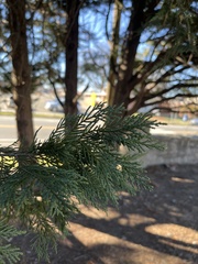 Cupressus × leylandii