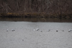 Chroicocephalus philadelphia