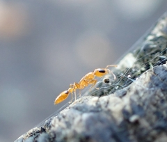 Pseudomyrmex simplex