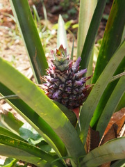 Ananas comosus comosus