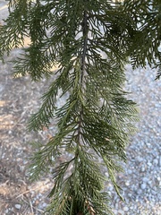 Cupressus × leylandii