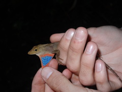 Anolis johnmeyeri