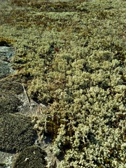 Cladonia caroliniana