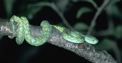 Bothriechis bicolor
