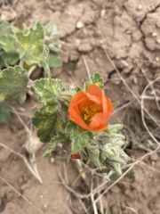 Sphaeralcea lindheimeri