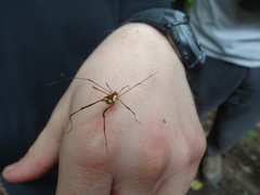 Cynorta bromeliacia