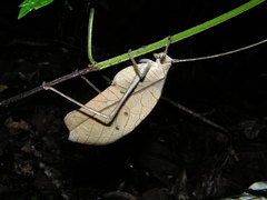 Pterochroza ocellata