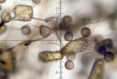 Polyschismium granuliferum