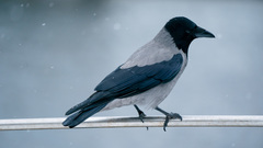 Corvus cornix