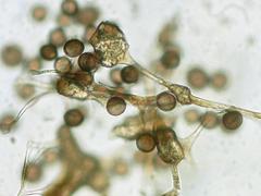 Polyschismium granuliferum