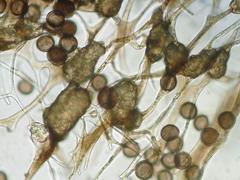 Polyschismium granuliferum