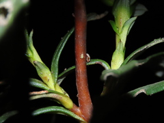 Strongylocoris cicadifrons