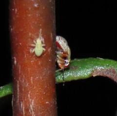 Strongylocoris cicadifrons